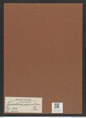 Triceratium perpusillum Grev. (de-Toni-Nr.: Genus 140, Species 4013) Zeichnungen Sammlung Grunow Mappe 04001 (Herbarium_W_Grunow_drawings_Folder_04001)